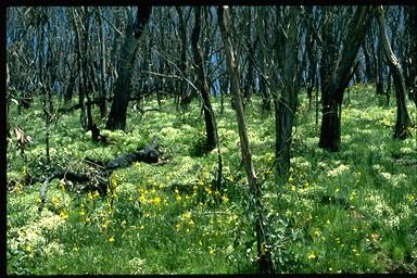 APII jpeg image of Bulbine glauca,<br/>Stellaria pungens  © contact APII