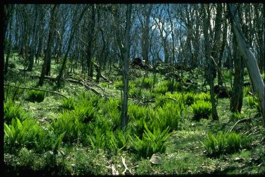 APII jpeg image of Polystichum proliferum  © contact APII