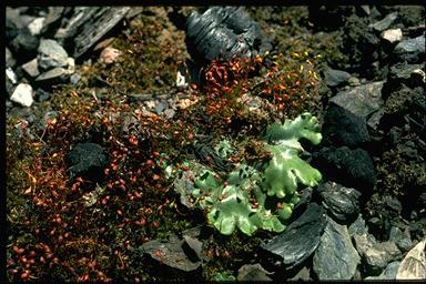 APII jpeg image of Funaria hygrometrica,<br/>Marchantia foliacea  © contact APII