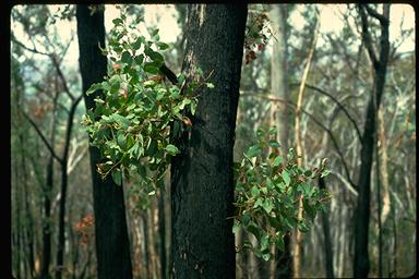 APII jpeg image of Eucalyptus macrorhyncha  © contact APII