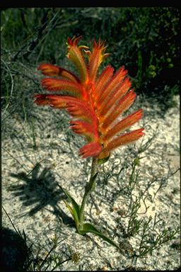 APII jpeg image of Anigozanthos  © contact APII