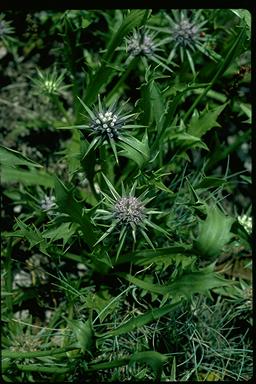 APII jpeg image of Eryngium vesiculosum  © contact APII