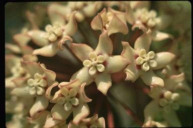 APII jpeg image of Hoya australis subsp. australis  © contact APII
