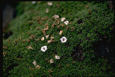 APII jpeg image of Veronica ciliolata subsp. fiordensis  © contact APII