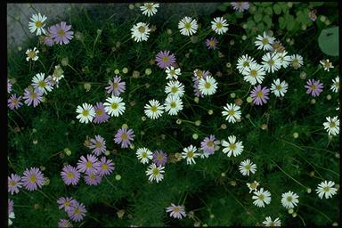 APII jpeg image of Brachyscome multifida 'Roulette'  © contact APII