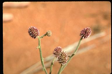 APII jpeg image of Pterocaulon sphacelatum  © contact APII