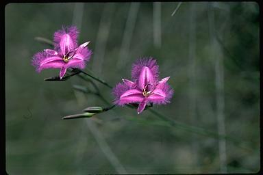 APII jpeg image of Thysanotus tuberosus  © contact APII