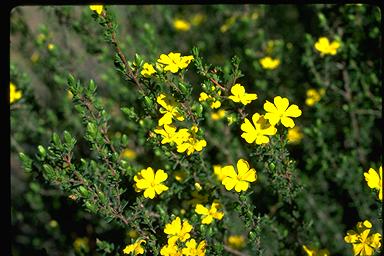 APII jpeg image of Hibbertia stricta  © contact APII