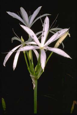 APII jpeg image of Crinum angustifolium  © contact APII