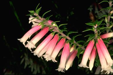 APII jpeg image of Epacris reclinata  © contact APII