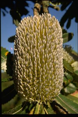 APII jpeg image of Banksia serrata  © contact APII