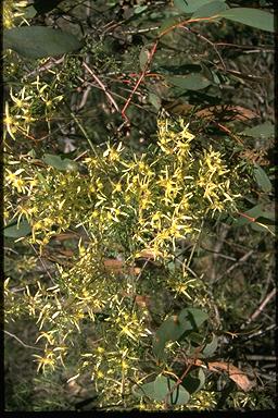 APII jpeg image of Clematis microphylla  © contact APII