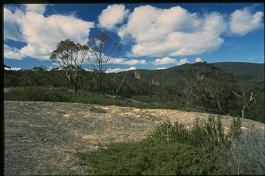 APII jpeg image of Kunzea sp. 