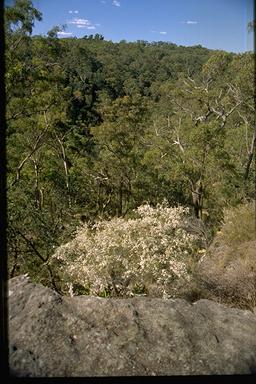 APII jpeg image of Leptospermum parvifolium  © contact APII