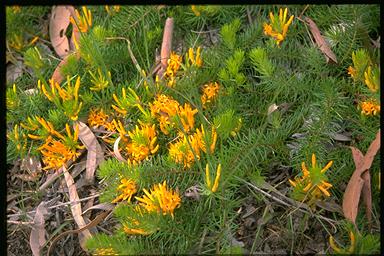 APII jpeg image of Persoonia chamaepitys  © contact APII