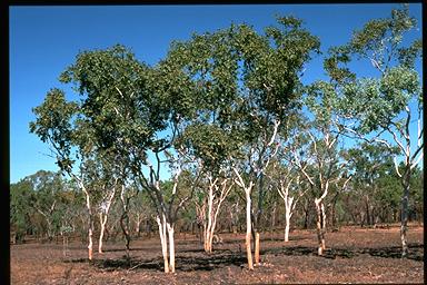 APII jpeg image of Eucalyptus apodophylla  © contact APII