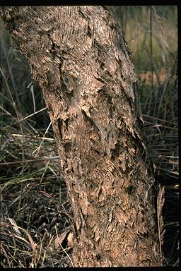 APII jpeg image of Eucalyptus argillacea  © contact APII