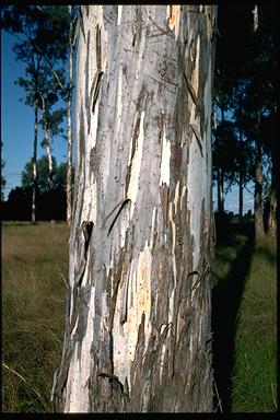 APII jpeg image of Eucalyptus argophloia  © contact APII