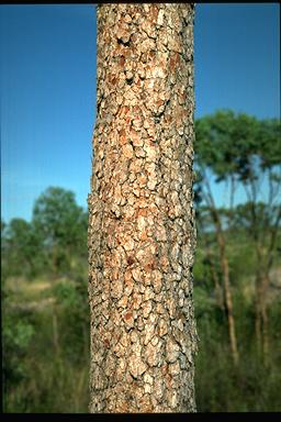 APII jpeg image of Corymbia arnhemensis  © contact APII