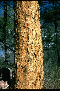 APII jpeg image of Corymbia aureola  © contact APII