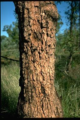 APII jpeg image of Corymbia brachycarpa  © contact APII