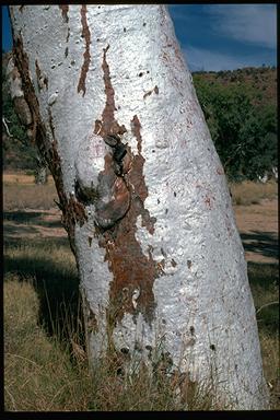 APII jpeg image of Eucalyptus camaldulensis  © contact APII