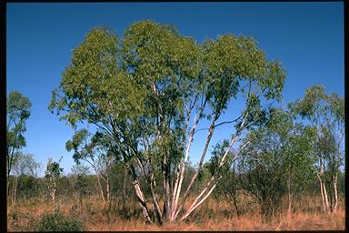 APII jpeg image of Eucalyptus chlorophylla  © contact APII