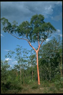 APII jpeg image of Corymbia citriodora  © contact APII