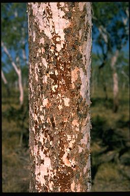 APII jpeg image of Corymbia ?dichromophloia  © contact APII