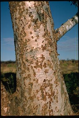 APII jpeg image of Eucalyptus gongylocarpa  © contact APII