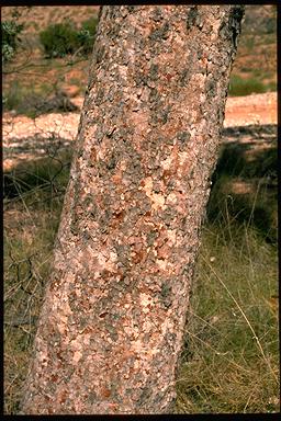 APII jpeg image of Corymbia hamersleyana  © contact APII