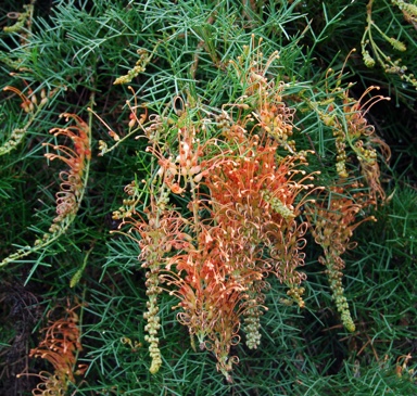 APII jpeg image of Grevillea 'Thorny Devil'  © contact APII