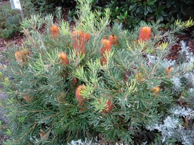 APII jpeg image of Banksia spinulosa 'Honey Pots'  © contact APII