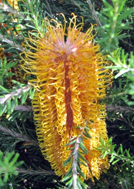 APII jpeg image of Banksia ericifolia 'Golden Girl'  © contact APII