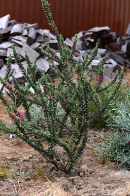 APII jpeg image of Eremophila 'Beryl's Gem'  © contact APII