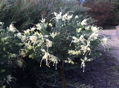 APII jpeg image of Grevillea lavandulacea 'Moonglow'  © contact APII