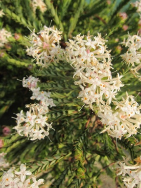 APII jpeg image of Pimelea linifolia 'Mullimburra Midget'  © contact APII