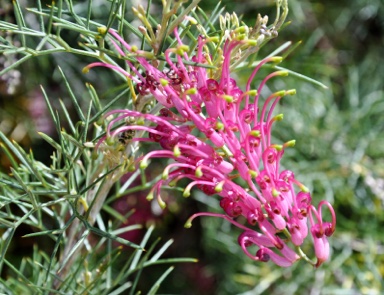 APII jpeg image of Grevillea 'Robert's Ripper'  © contact APII