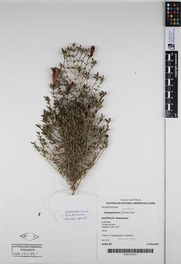 APII jpeg image of Graptophyllum excelsum 'Stumpy Dave'  © contact APII