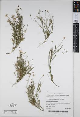 APII jpeg image of Brachyscome angustifolia 'Just Jayne'  © contact APII