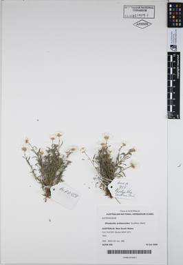 APII jpeg image of Rhodanthe anthemoides 'Southern Stars'  © contact APII