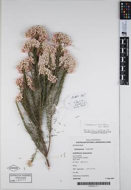 APII jpeg image of Ozothamnus diosmifolius 'Just Blush'  © contact APII