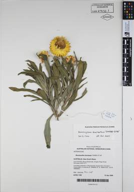 APII jpeg image of Xerochrysum bracteatum 'OHB00-37.90'  © contact APII