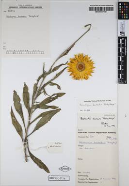 APII jpeg image of Xerochrysum bracteatum 'Barleythorpe'  © contact APII