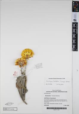 APII jpeg image of Xerochrysum bracteatum 'Sunraysia Splendour'  © contact APII