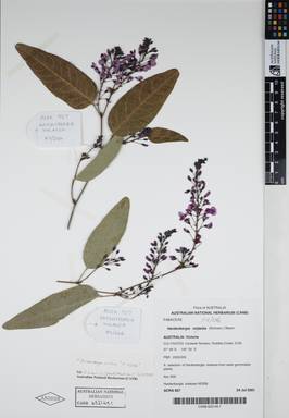 APII jpeg image of Hardenbergia violacea 'H 2/206'  © contact APII