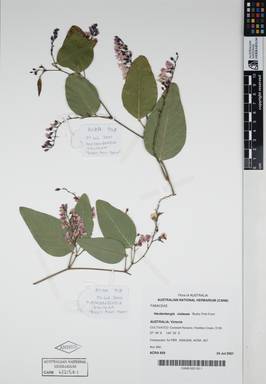 APII jpeg image of Hardenbergia violacea 'Bushy Pink Form'  © contact APII