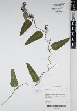 APII jpeg image of Hardenbergia violacea 'Mystic Marvel'  © contact APII