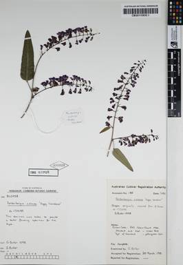 APII jpeg image of Hardenbergia violacea 'Happy Wanderer'  © contact APII