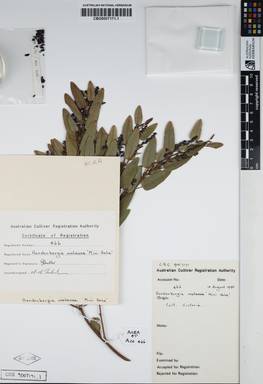 APII jpeg image of Hardenbergia violacea 'Mini-haha'  © contact APII